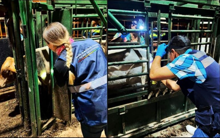 SADER Jalisco, en coordinación con ASICA Jalisco, realiza vigilancia permanente en los corrales certificados. CORTESÍA