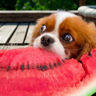 Frutas que sí pueden comer los perros