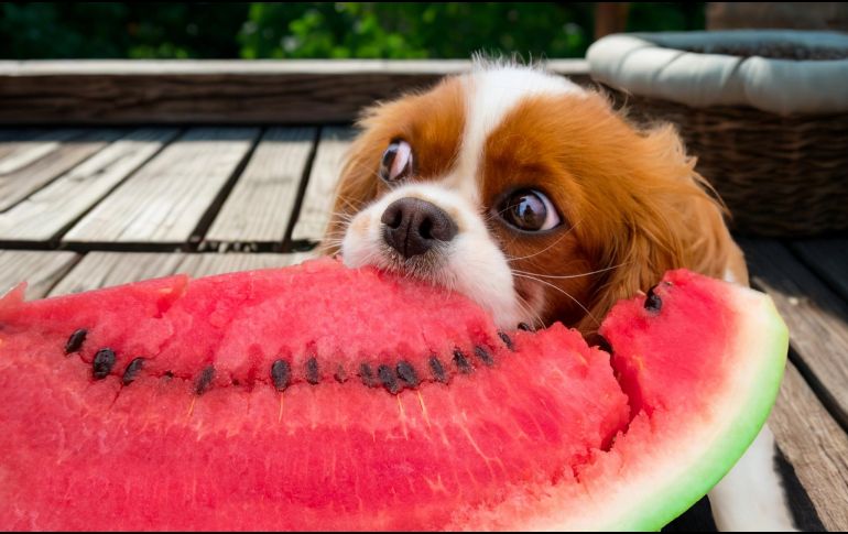 La sandía es una fruta muy hidratante que aporta agua al organismo de tu mascota. ESPECIAL / CANVA