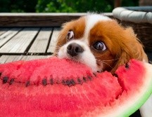 La sandía es una fruta muy hidratante que aporta agua al organismo de tu mascota. ESPECIAL / CANVA