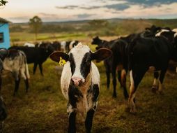 Las lesiones se presentaron principalmente en el ombligo, vulva, región cervical y orejas. UNSPLASH