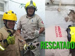 Bomberos de Guadalajara lograron rescatar a un gato tras un reporte ciudadano. ESPECIAL / FACEBOOK Protección Civil y Bomberos Gdl