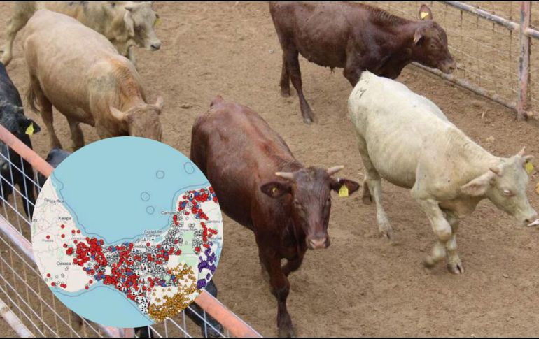 De los datos, resalta que durante la semana número 34 del año, es cuando se presentaron mayor número de casos, con un total de 400. SUN / ESPECIAL