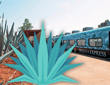 El proyecto nació con la intención de brindar una nueva forma de explorar Tequila, así como para fomentar el turismo y exponer la trascendencia del tequila para la región y para México. EL INFORMADOR / ARCHIVO