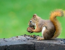 Alimentos adecuados para ofrecerle a las ardillas. UNSPLASH / C. MARTIN