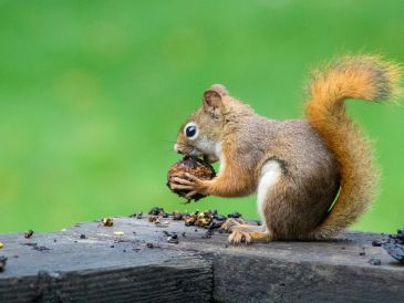 Alimentos adecuados para ofrecerle a las ardillas. UNSPLASH / C. MARTIN