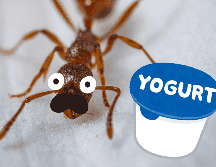 Los investigadores hicieron y compararon yogures hechos con hormigas vivas, congeladas y deshidratadas. ESPECIAL