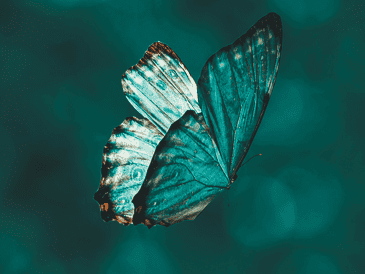 Para algunas personas la llegada de una mariposa a sus hogares en la noche tiene un significado especial. UNSPLASH/ A. GIRI