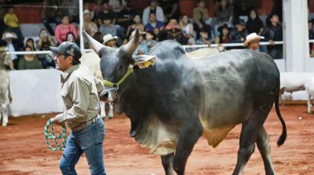 Ganaderos de Jalisco celebran su feria tradicional con un ambiente económico lleno de retos, entre ellos evitar la expansión al gusano barrenador. ESPECIAL
