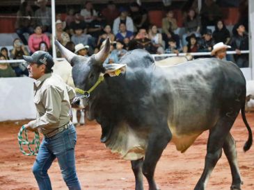 Ganaderos de Jalisco celebran su feria tradicional con un ambiente económico lleno de retos, entre ellos evitar la expansión al gusano barrenador. ESPECIAL
