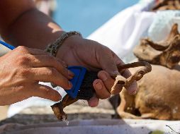 Más que una tradición, el ritual de Pomuch es una forma viva de recordar a los seres queridos que ya no están. NTX / ARCHIVO