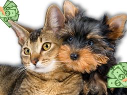 La legisladora destacó que bajar los costos del cuidado animal podría contribuir a disminuir los casos de abandono, un problema que afecta a miles de mascotas en todo el país. CANVA