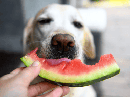 Las frutas pueden ser un excelente premio natural y una forma de aportar variedad a la alimentación de tu mascota. CANVA