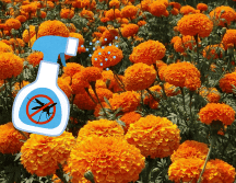 Esta preparación es económica y sostenible, ya que permite aprovechar flores que se usan tradicionalmente en decoraciones y ofrendas. CANVA