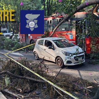 Árbol cae sobre coche y camión de transporte público en Guadalajara