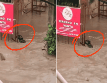 El hecho ocurrió en la colonia Villa de las Flores, donde el agua alcanzó niveles alarmantes. ESPECIAL