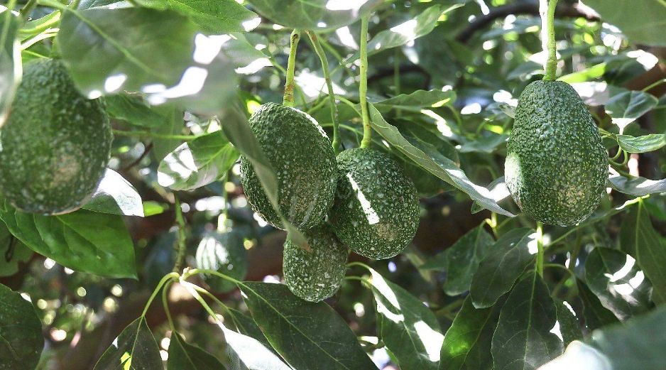 La Secretaría de Agricultura y Desarrollo Rural Federal, (SADER), declaró a tres municipios y una zona agroecológica en Jalisco, como zona libre de Plagas de Barrenadores de Hueso del Aguacate. CORTESÍA