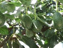 La Secretaría de Agricultura y Desarrollo Rural Federal, (SADER), declaró a tres municipios y una zona agroecológica en Jalisco, como zona libre de Plagas de Barrenadores de Hueso del Aguacate. CORTESÍA