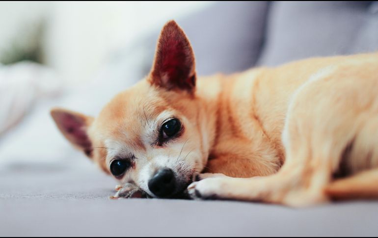 La esperanza de vida de los perros suele ser corta; sin embargo, hay algunas excepciones. UNSPLASH/  A. Gauthier