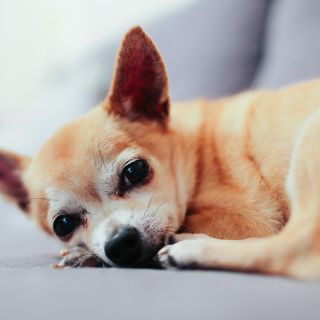 Los perros más viejos del mundo, sus edades te sorprenderán