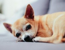 La esperanza de vida de los perros suele ser corta; sin embargo, hay algunas excepciones. UNSPLASH/  A. Gauthier