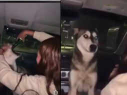 Una mujer subió un video en el que obligaba a un perro a beber alcohol; la situación provocó una fuerte ola de rechazo en redes sociales. ESPECIAL
