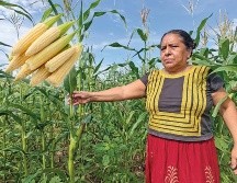 Esto piden los productores de maíz a través de diversas manifestaciones a lo largo del país. SUN / ARCHIVO