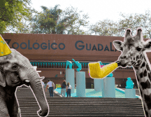 ¡Toma nota! El Zoológico Guadalajara celebra sus 37 años con una promoción increíble. ESPECIAL/ EL INFORMADOR/ ARCHIVO / FACEBOOK/ Zoológico Guadalajara