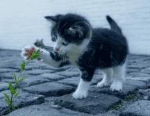 Aquí te presentamos información útil para saber leer los pequeños gestos que podrían indicar que tu mascota padece de problemas renales. ESPECIAL