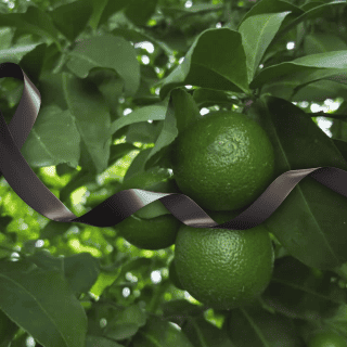 Uno a uno los limoneros asesinados en Michoacán