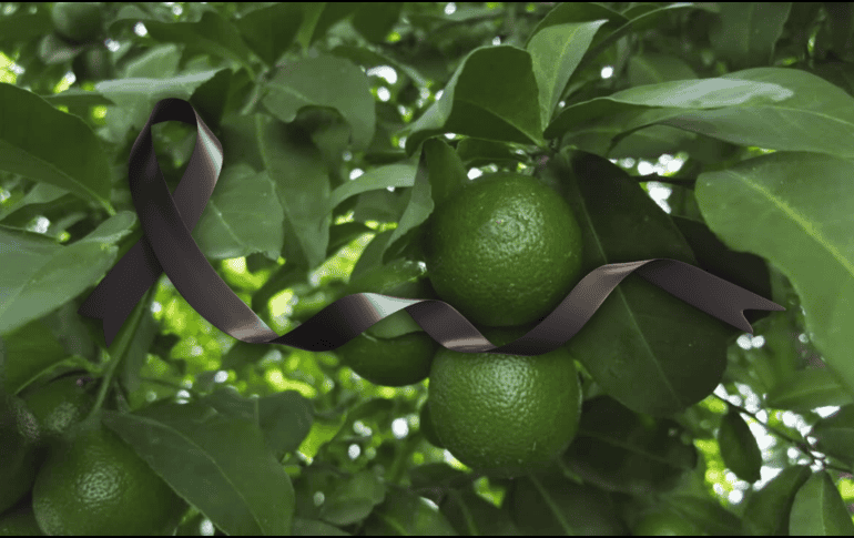 Bernardo Bravo es el quinto productor de limón asesinado en poco más de un año, desde que aumentaron sus protestas contra la extorsión. ESPECIAL / CANVA