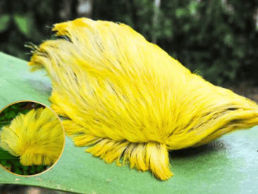 Según un comunicado de la Universidad de Guadalajara, las espinas venenosas de la oruga se activan al mínimo contacto con la piel, liberando una toxina que le sirve como defensa natural frente a depredadores como aves o parásitos.  X/@vivalanarquia
