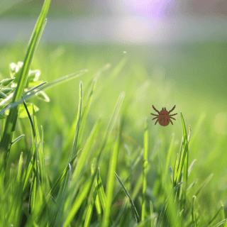 Plaga Osbornellus salsus: ¿Qué es y dónde fue identificada?