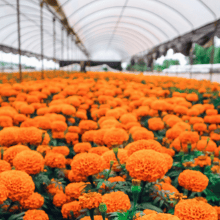 Dónde comprar más barata la flor de cempasúchil en CDMX para el Día de Muertos 2025