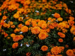 Esta flor es reconocida por su característico color naranja y su aroma característico, es un símbolo esencial de nuestras tradiciones. Unsplash