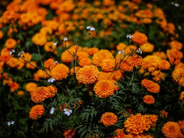 Esta flor es reconocida por su característico color naranja y su aroma característico, es un símbolo esencial de nuestras tradiciones. Unsplash