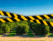 Un empresario citrícola fue asesinado la mañana de hoy en el norte de Veracruz. ESPECIAL / CANVA