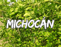 Para los jornaleros del sector limonero de Michoacán hay luto en el campo por el asesinato de su líder, Bernardo Bravo Manríquez, presidente de la Asociación de Citricultores del Valle de Apatzingán. NTX / ARCHIVO