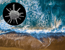 ¿Cómo el plancton calcificador beneficia al cambio climático? UNSPLASH / YURIY MLCN / ESPECIAL / REVISTA SCIENCE