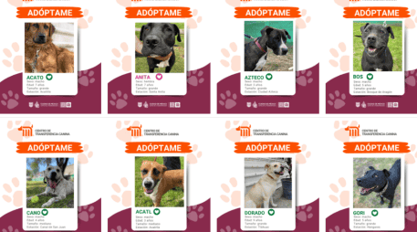 Adoptar a uno de estos caninos es un trámite accesible y bien organizado. ESPECIAL