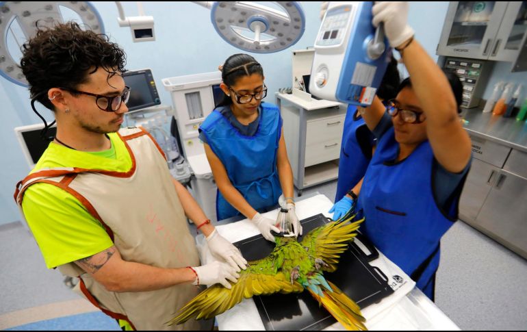 Médicos veterinarios examinan a una guacamaya verde en el Centro Integral de Medicina y Bienestar Animal (CIMBA), del Zoológico de Guadalajara. EFE/ F. Guasco