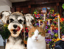 Te compartimos algunos de los más lindos y enternecedores que ya circulan por redes sociales para que te inspires y también honres a tu mascota. UNSPLASH / A. Nee / Z. Jonker / SUN / ARCHIVO