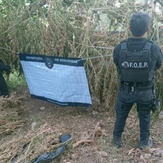 Hallan más de 10 mil plantas de mariguana en sembradíos de Tequila