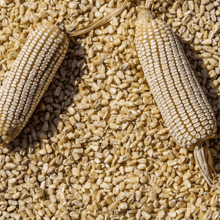 México llama al diálogo a agricultores en medio de bloqueos por precio del maíz