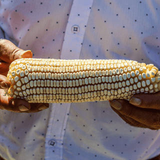 Sader anuncia acuerdo con agricultores por el precio del maíz