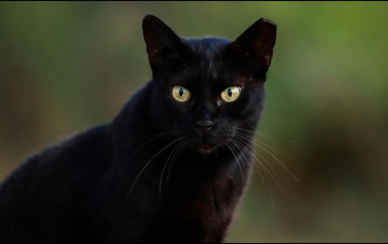 El gato negro es un emblema de misterio y superstición, cuya interpretación varía entre lo positivo y lo negativo. CANVA