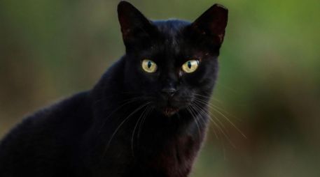 El gato negro es un emblema de misterio y superstición, cuya interpretación varía entre lo positivo y lo negativo. CANVA