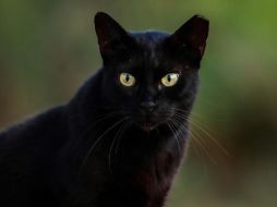 El gato negro es un emblema de misterio y superstición, cuya interpretación varía entre lo positivo y lo negativo. CANVA