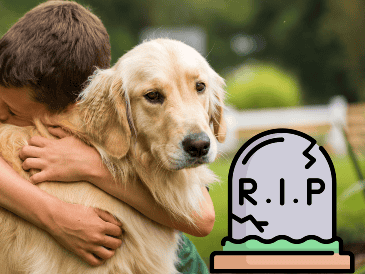 La relación con una mascota es única porque está llena de momentos de compañerismo, lealtad y amor incondicional.  ESPECIAL / CANVA