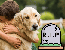 La relación con una mascota es única porque está llena de momentos de compañerismo, lealtad y amor incondicional.  ESPECIAL / CANVA